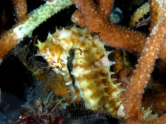 Seahorse