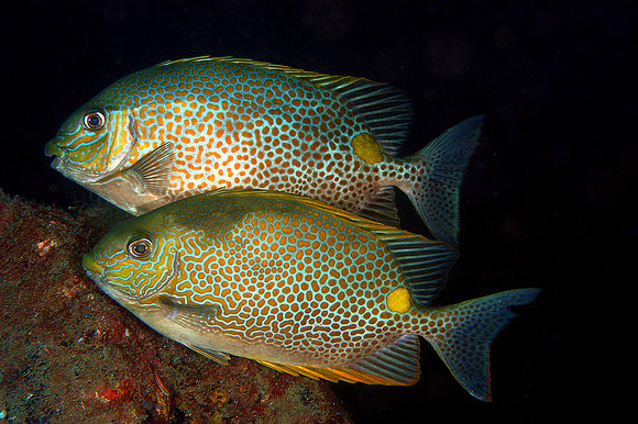 Spotted Rabbitfish