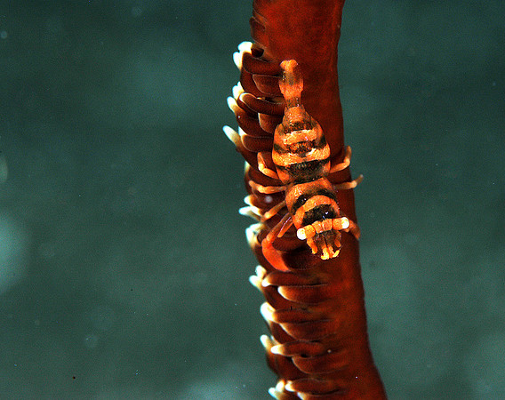 Coral shrimp (1/4")
