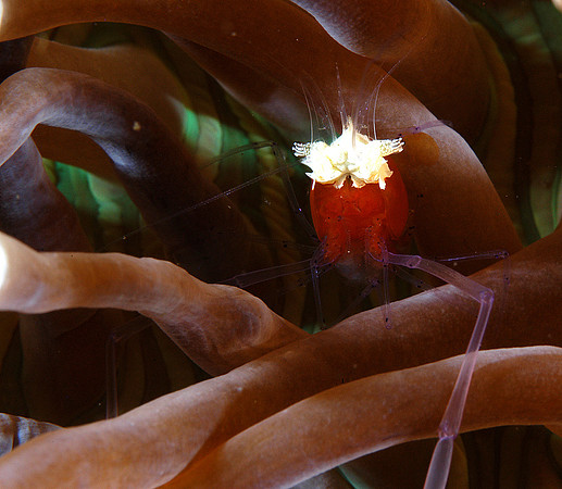Anemone shrimp