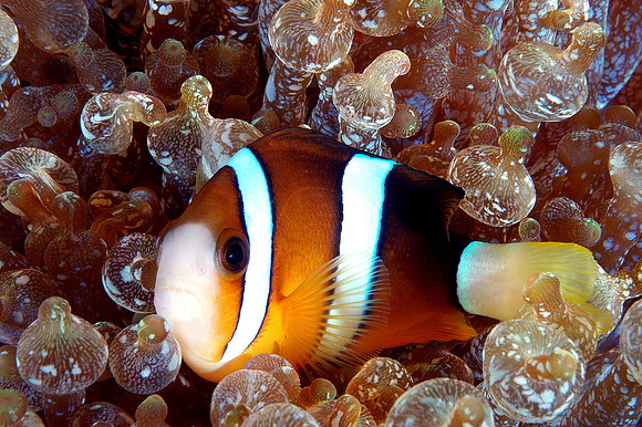 Clark Anemonefish in lightbulb anemone