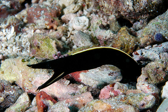 Juvenile Ribbon eel