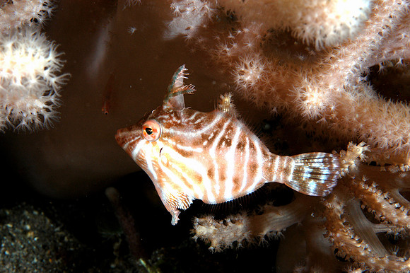Pigmy filefish