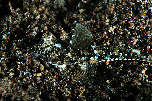 Dragonette (1 1/2")