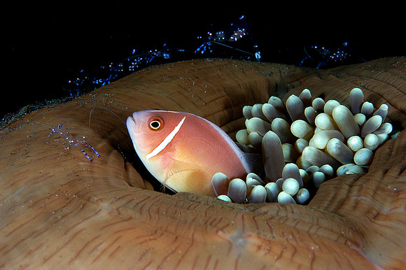 Pink Anemonefish w/shrimp