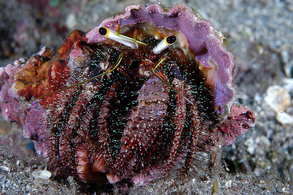 Hermit Crab