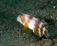 Razor fish (adult)
