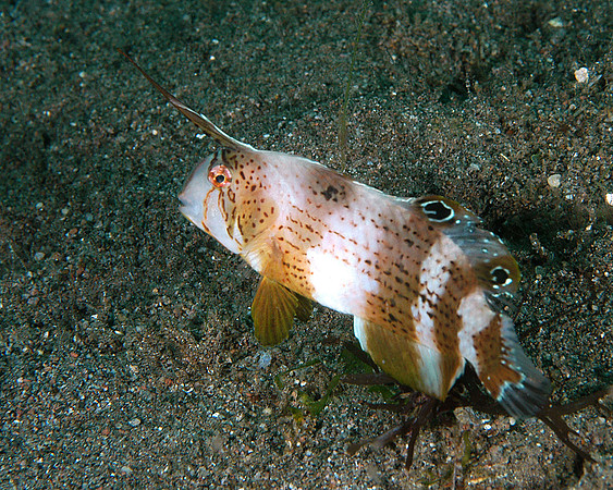 Razor fish (adult)