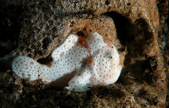 Painted Frogfish (1/4")