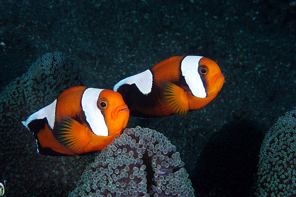pair of Saddleback Anemonefish