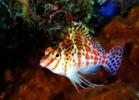 Dwarf Hawkfish