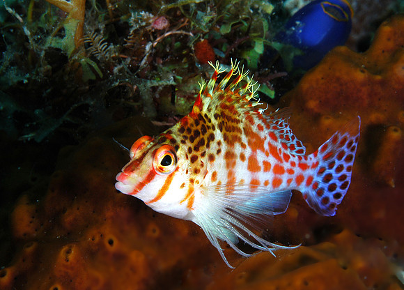 Dwarf Hawkfish