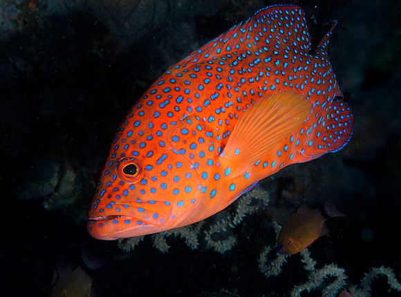 Coral Grouper