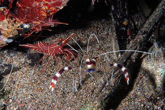 Banded coral shrimp with Hinged beak shrimp