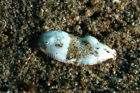 Sole (closeup of juvenile w/finger)