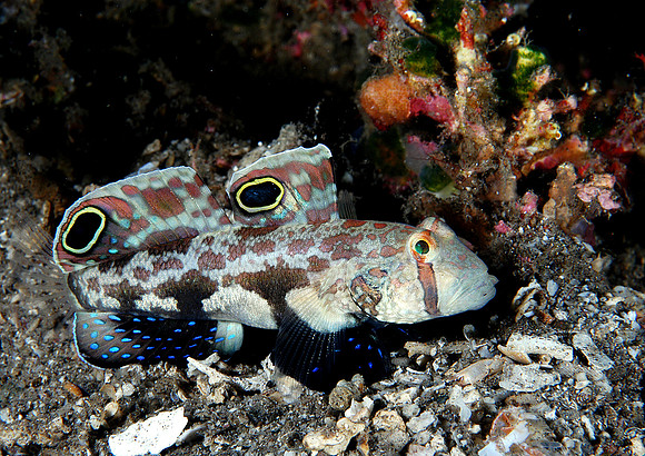 Twin Spot Goby