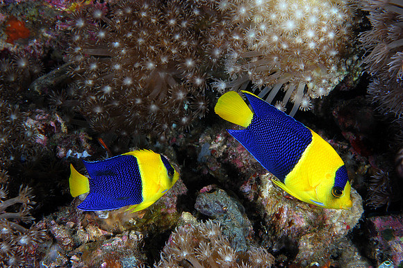 Bi-colored angelfish