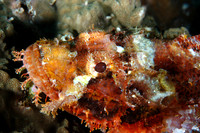 Scorpion fish