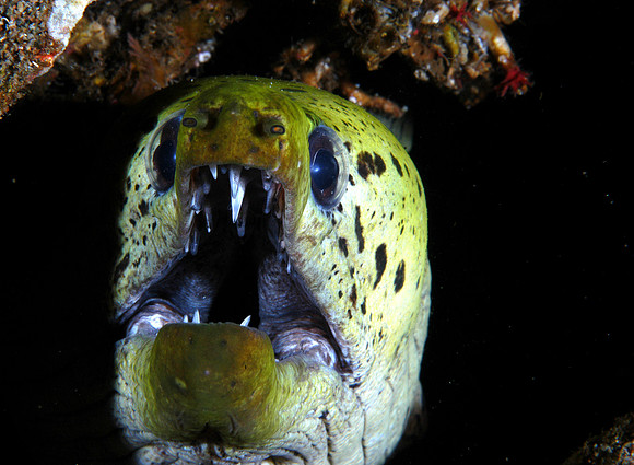 Fibrulated Moray
