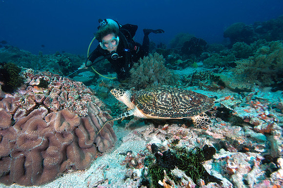 Hawksbill turtle feeding