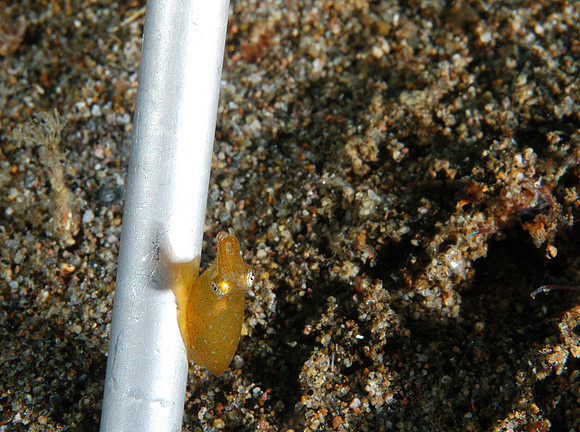 Dwarf squid (1/2") next to divers stick