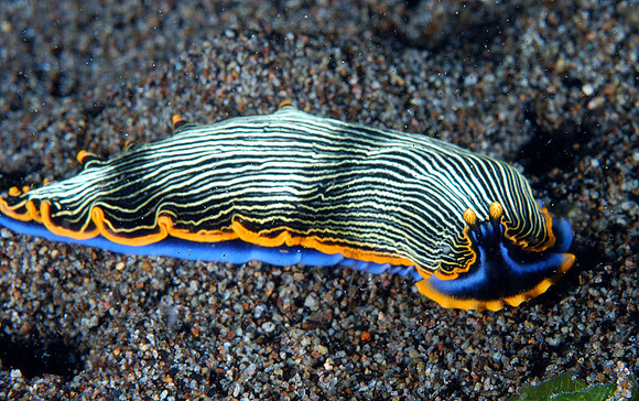Sea Slug