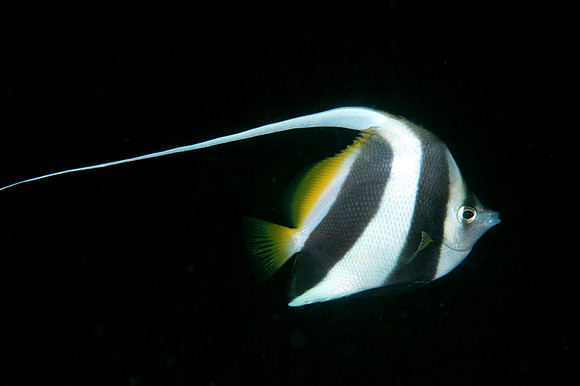 Longfin Bannerfish