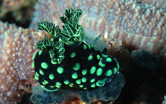 Nudibranch