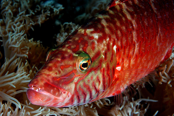 Wrasse