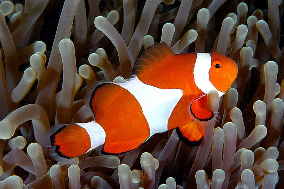 False clownfish