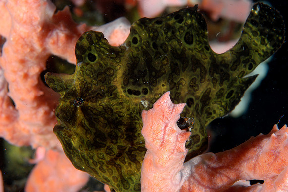 Frog fish(dark green)