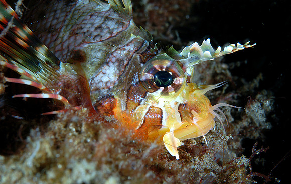 Zebra lionfish (juvenile)