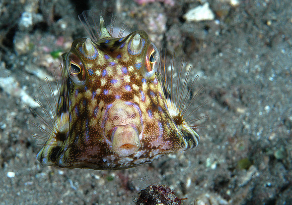 Thornback cowfish