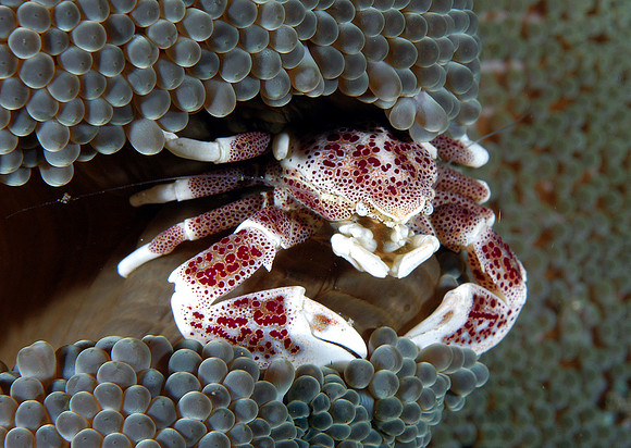 Anemone crab
