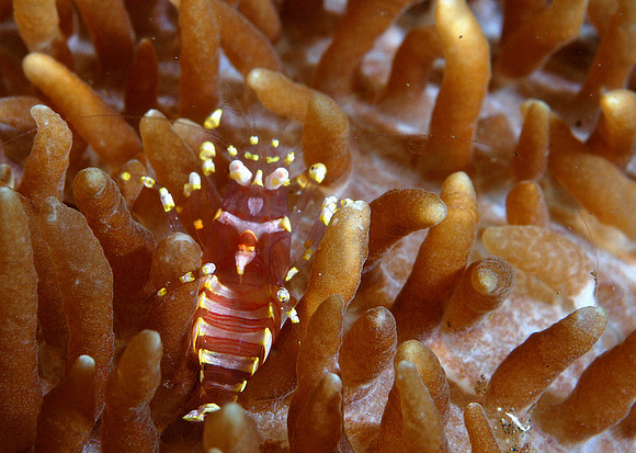 Anemone shrimp