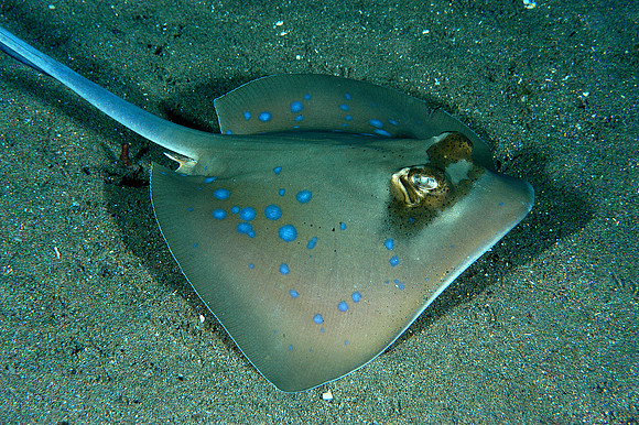 Blue Spotted Ray