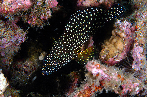 Spotted Grouper