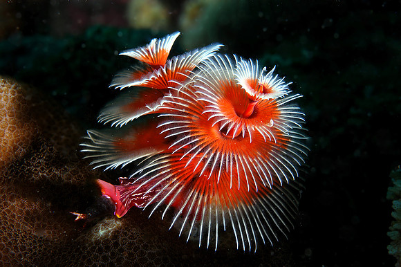 Christmas tree worm