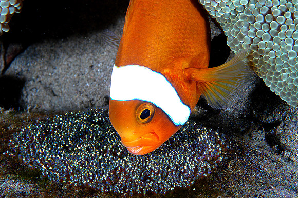 Saddleback Anemone fish circulating water through eggs