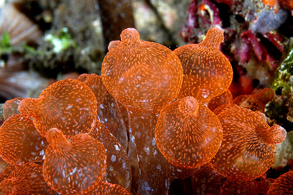 "Lightbulb" anemone