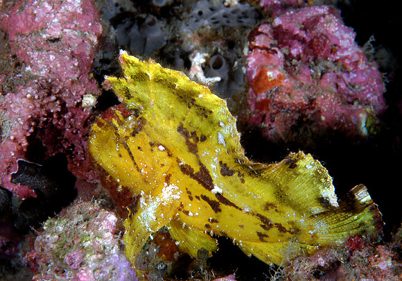 Leaf Scorpionfish