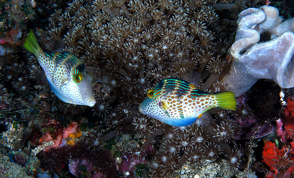 Three-barred sharpnose puffers