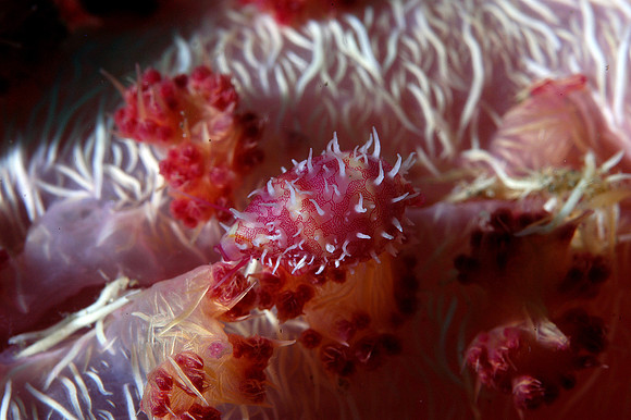 Cowrie (1/2") on soft coral