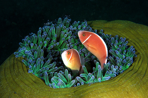 Pink Anemonefish w/shrimp in Anemone