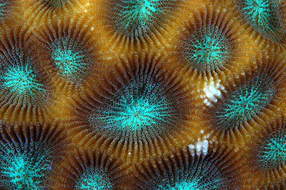 Hard coral