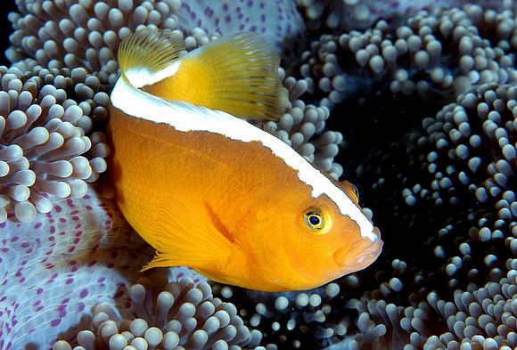 Skunk Anemonefish