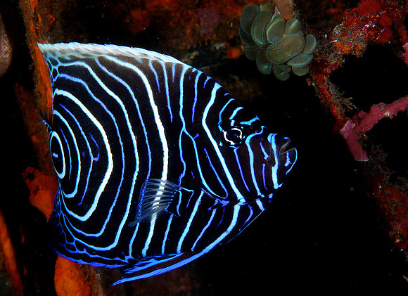 Juvenile Emperor Angelfish