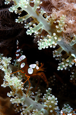 "Popcorn" Anemone shrimp