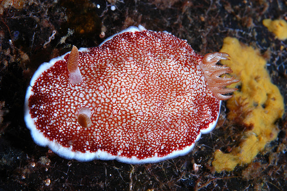 Nudibranch