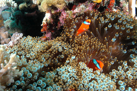Tomato Anemonefish surrounded by lightbulb anemones